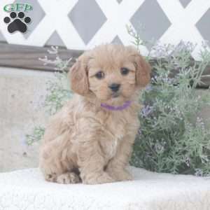 Honey, Cavachon Puppy